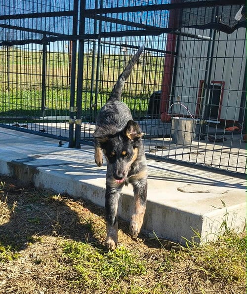 Photo of Bodie, adoptable Red Heeler in Stover, Missouri