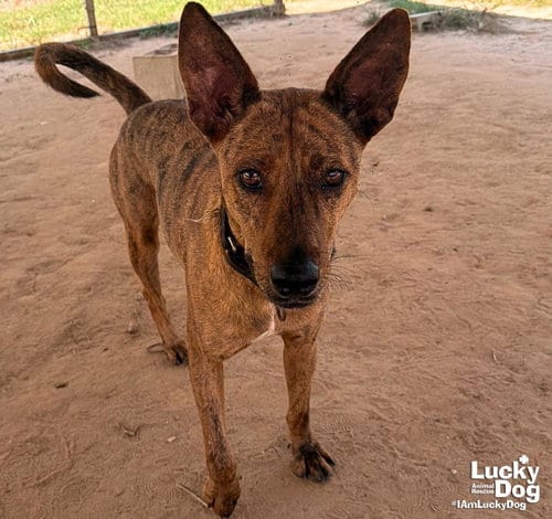 Photo of Cooper, adoptable Shepherd in Washington, District of Columbia