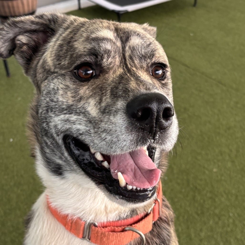 Photo of Zoltan, adoptable Mixed Breed (Medium) / Mixed Breed (Medium) in Greensboro, North Carolina