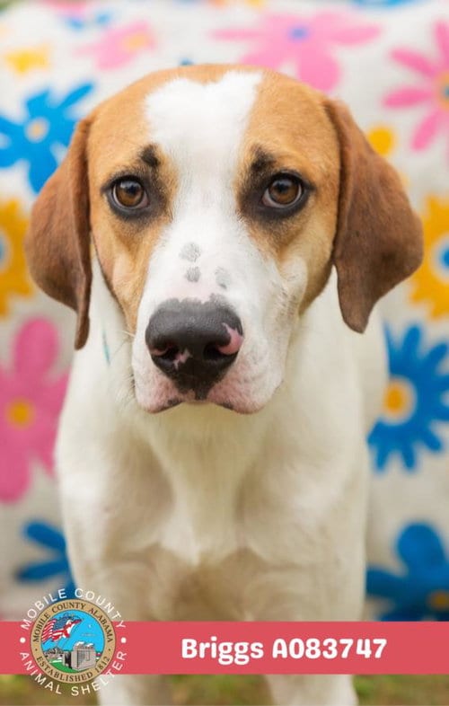 Photo of Briggs, adoptable Treeing Walker Coonhound in Mobile, Alabama