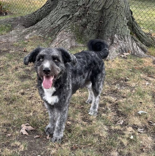 Photo of Finn, adoptable Australian Shepherd in Livonia, Michigan