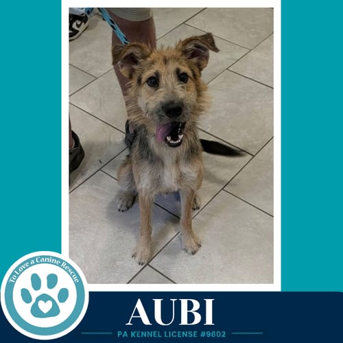 Photo of Aubi 100326, adoptable Shepherd in Kimberton, Pennsylvania