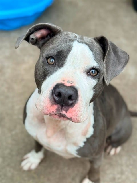 Photo of Rainbow Cone, adoptable American Pit Bull Terrier in Chicago, Illinois