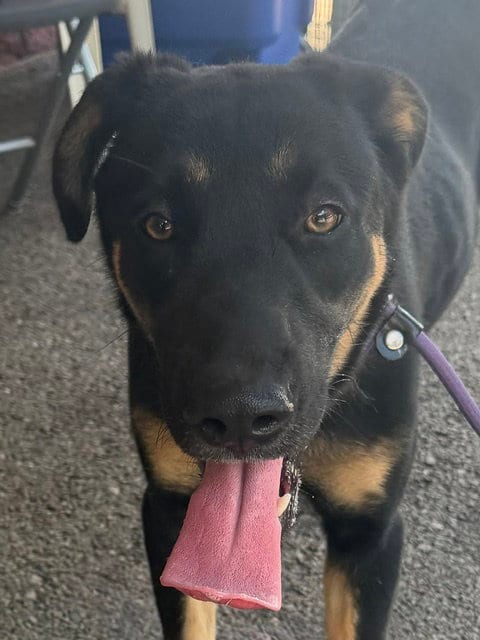 Photo of Nora, adoptable German Shepherd Dog in Carrollton, Georgia