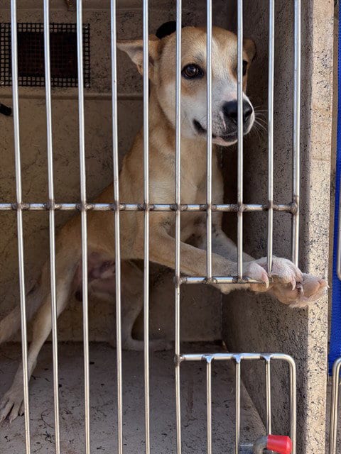 Photo of Petey, adoptable Carolina Dog in Oklahoma City, Oklahoma