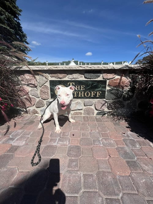 Photo of Sunshine, adoptable Terrier in Sheboygan, Wisconsin