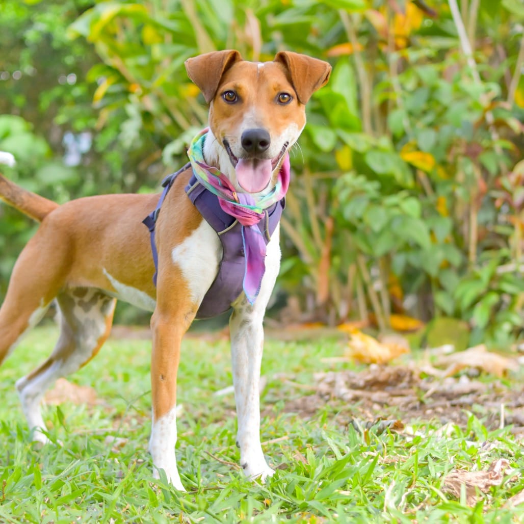 Photo of Guppy, adoptable Mixed Breed (Medium)