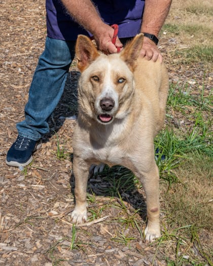 Photo of Uska, adoptable dog in Chamblee, Georgia
