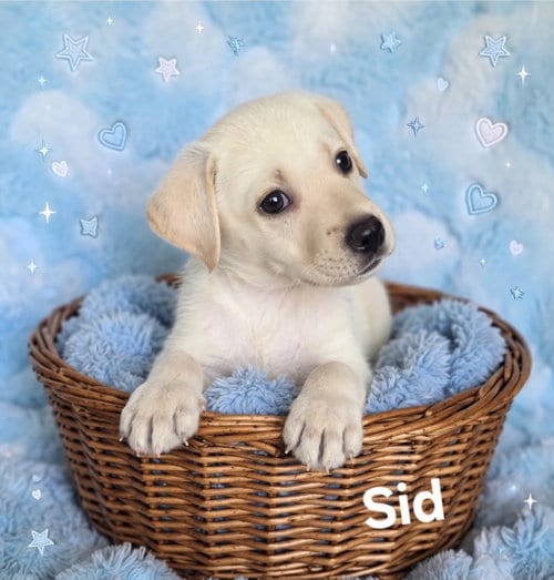 Photo of Sid, adoptable German Shepherd Dog in Newark, Delaware