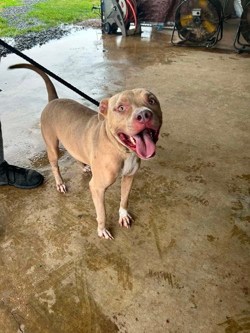 Photo of Dis Zo, adoptable Terrier in Abbeville, Louisiana