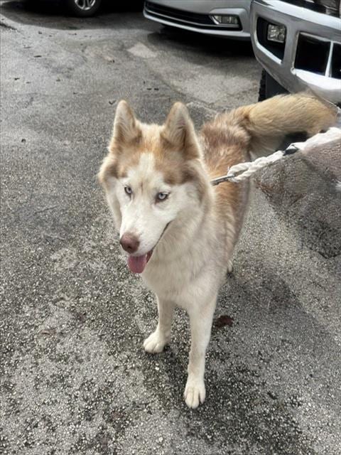 Photo of Zamora, adoptable Siberian Husky in Miami, Florida