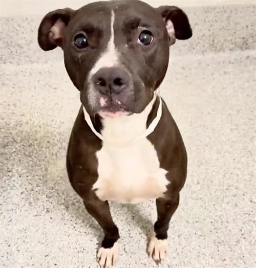 Photo of Troy, adoptable Staffordshire Bull Terrier in Houston, Texas