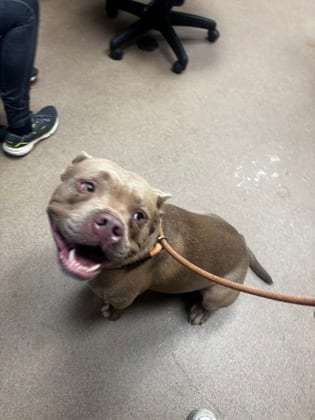 Photo of Brego, adoptable dog in Chamblee, Georgia