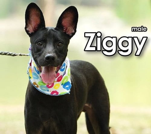 Photo of Ziggy from Taiwan, adoptable Mountain Dog in Federal Way, Washington