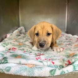 Photo of Sandra Reeves 9744, adoptable Hound (Unknown Type) in Loxahatchee, Florida