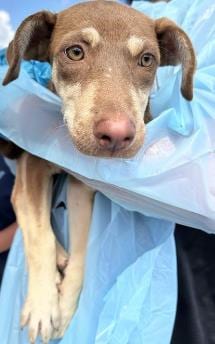 Photo of Nova, adoptable dog in San Antonio, Texas