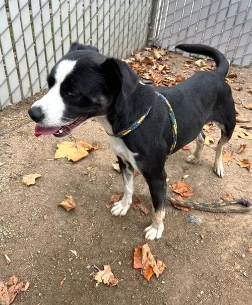 Photo of Branda, adoptable Pit Bull Terrier in Sacramento, California