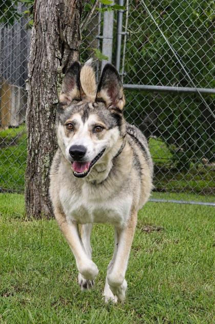 Photo of Prince (NLOL Training), adoptable Siberian Husky in New Orleans, Louisiana