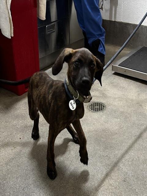 Photo of Kenny, adoptable Plott Hound in Forestville, Maryland