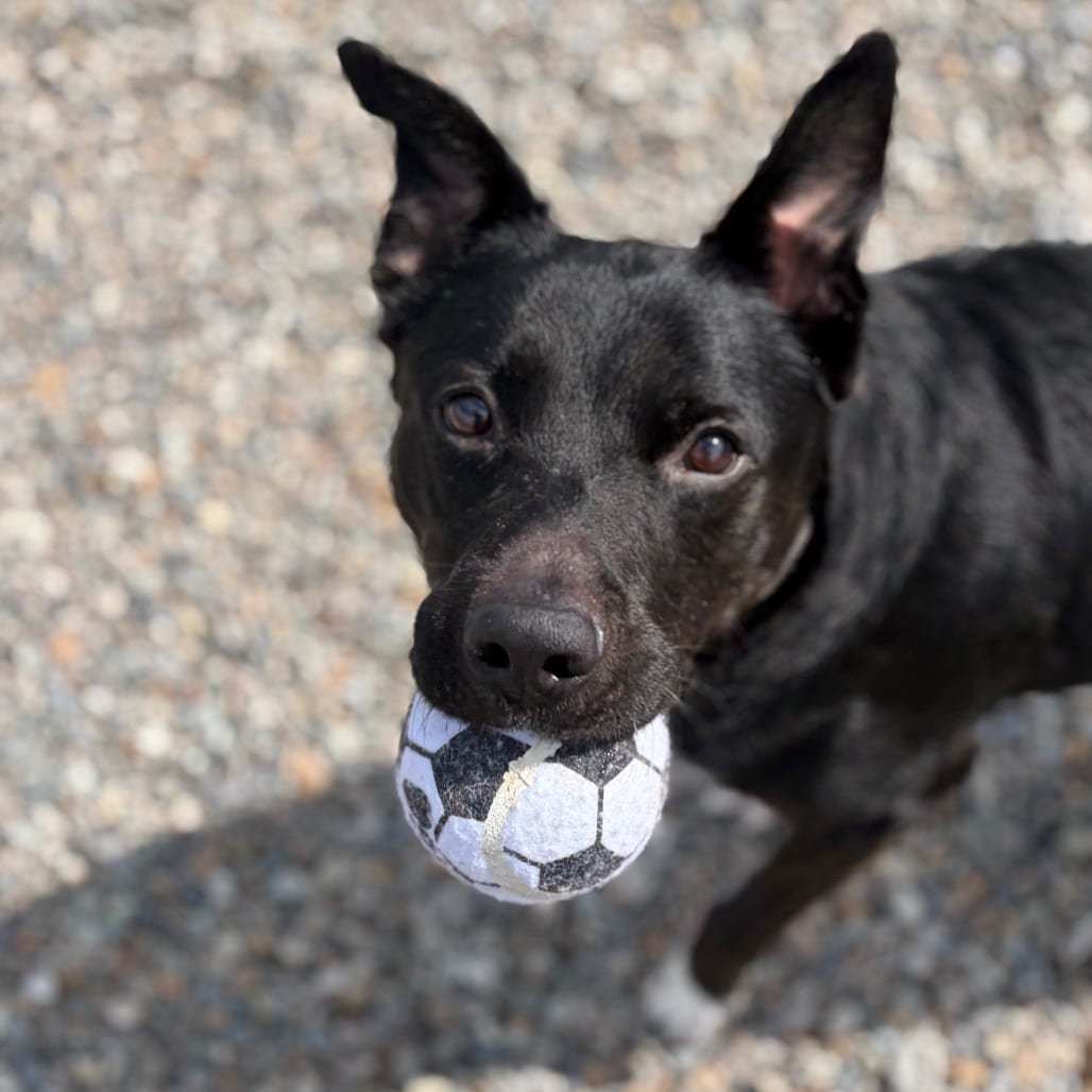 Photo of Boops KCAC 26-22545, adoptable Cattle Dog / Terrier, American Pit Bull in Hayden, Idaho