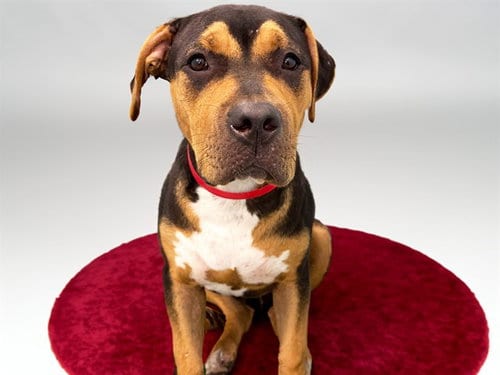 Photo of Barbie, adoptable American Bulldog in Ft Lauderdale, Florida