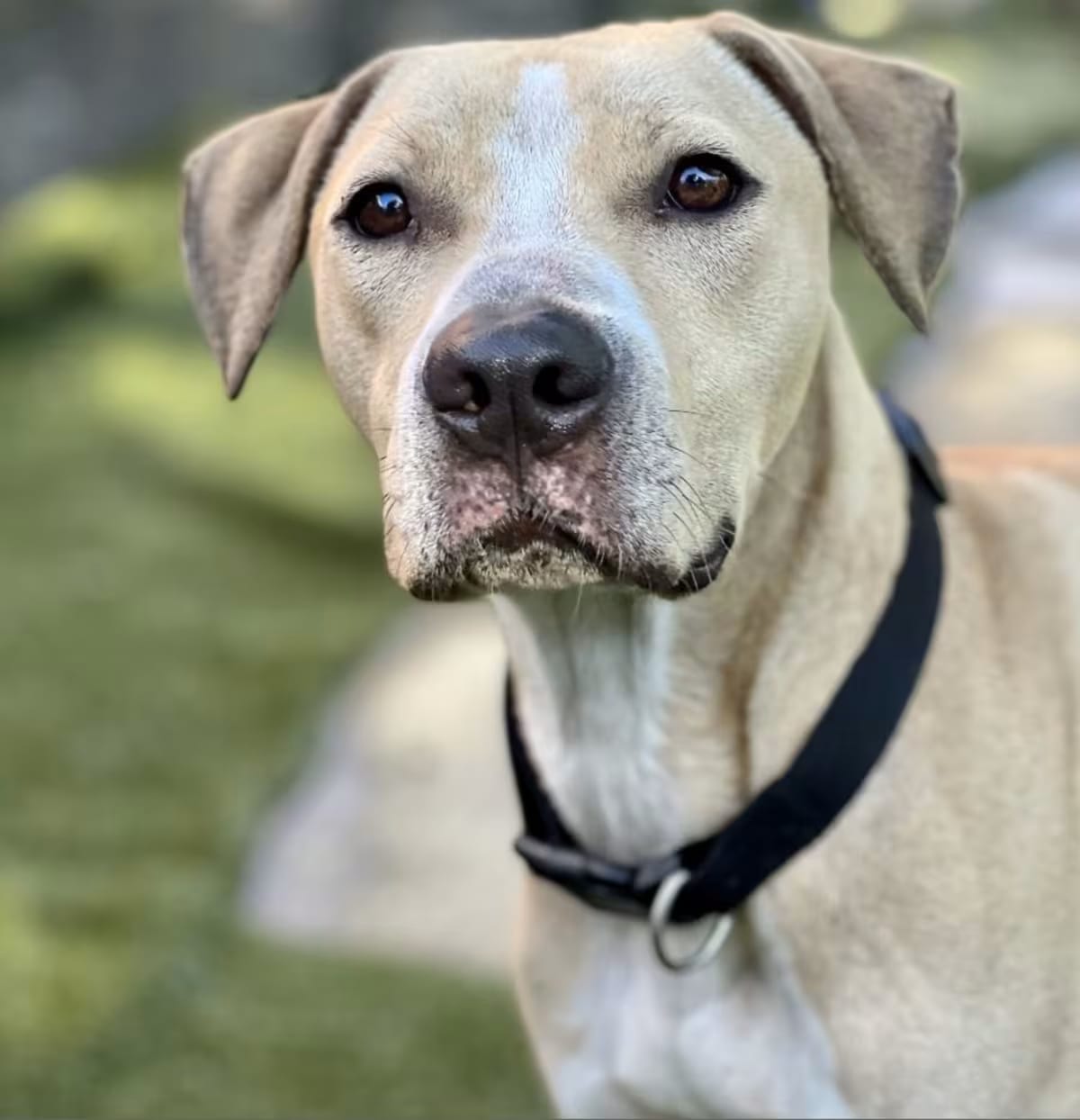 Photo of Lamar, adoptable Plott Hound/Mixed Breed (Medium) in Washington, Pennsylvania