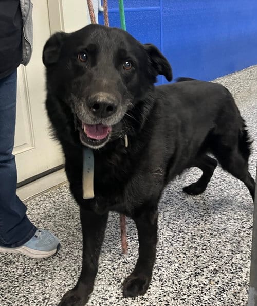 Photo of Champ, adoptable Flat-coated Retriever in Emmett, Idaho