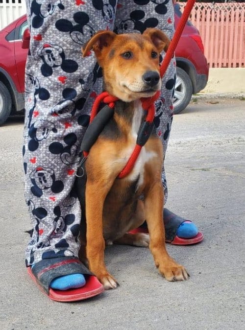 Photo of Argus, adoptable Carolina Dog in Inglewood, California