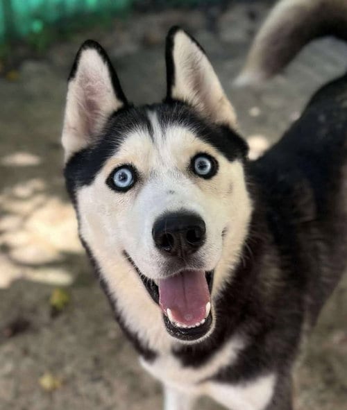 Photo of Winter, adoptable Siberian Husky in Matawan, New Jersey