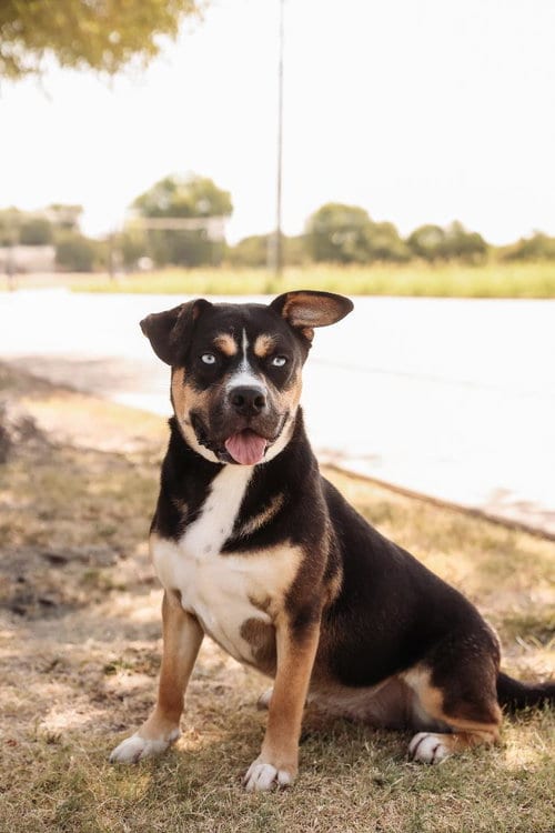 Photo of Dior-$75, adoptable American Staffordshire Terrier in Rockwall, Texas