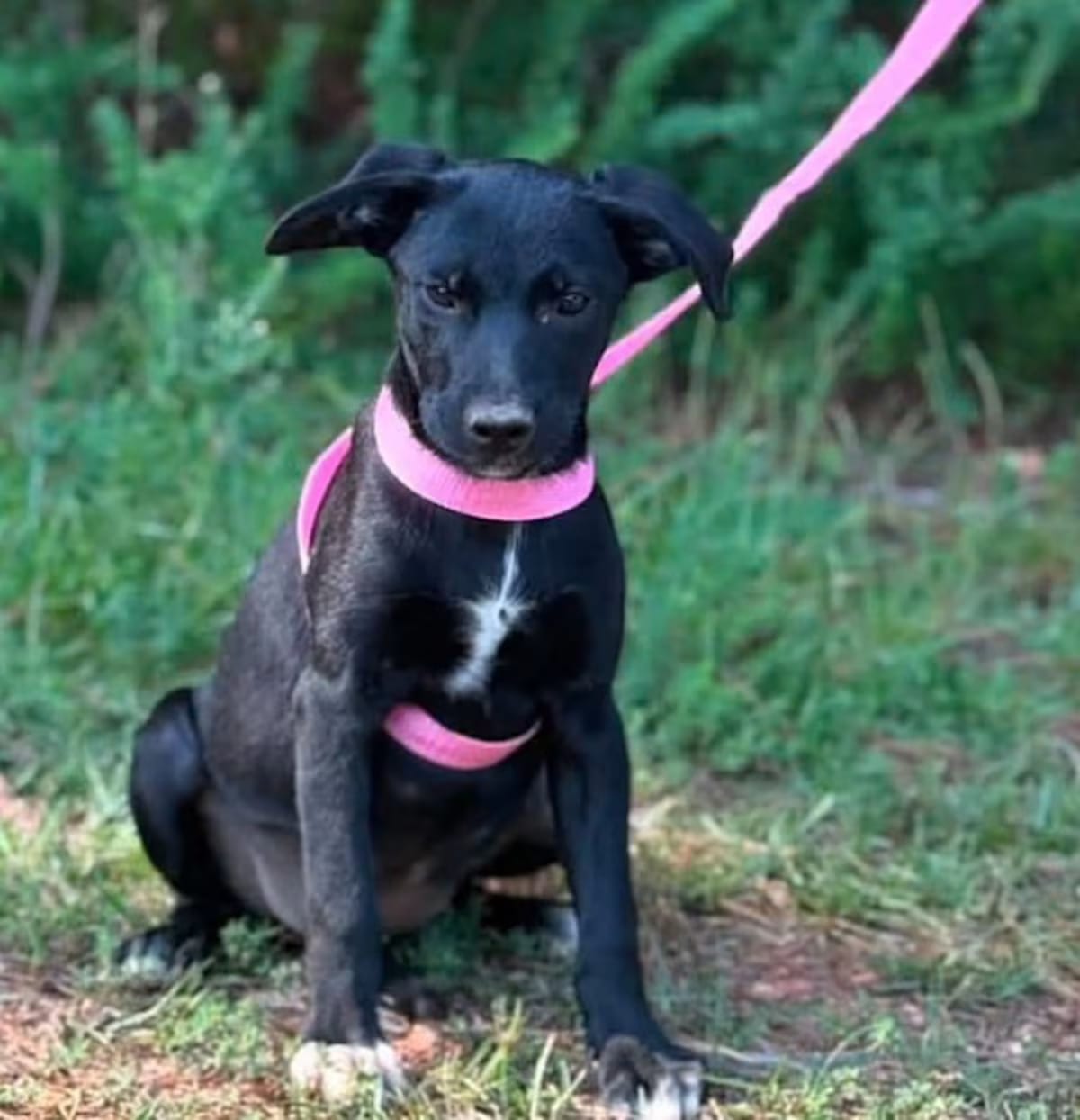 Photo of Hazel, adoptable Labrador Retriever/Mixed Breed (Medium) in CRANSTON, Rhode Island