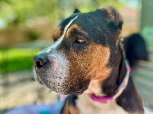 Photo of Mila, adoptable Pit Bull Terrier in Crete, Illinois