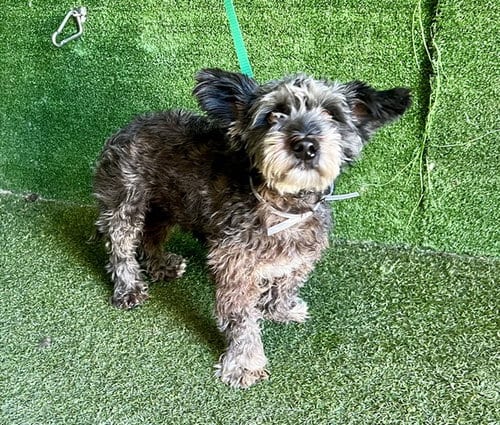 Photo of Galaxy, adoptable Terrier in Lancaster, California