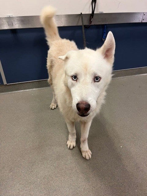 Photo of Frosty, adoptable Siberian Husky in Miami, Florida