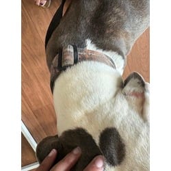 Photo of Edith, adoptable American Pit Bull Terrier in Baton Rouge, Louisiana