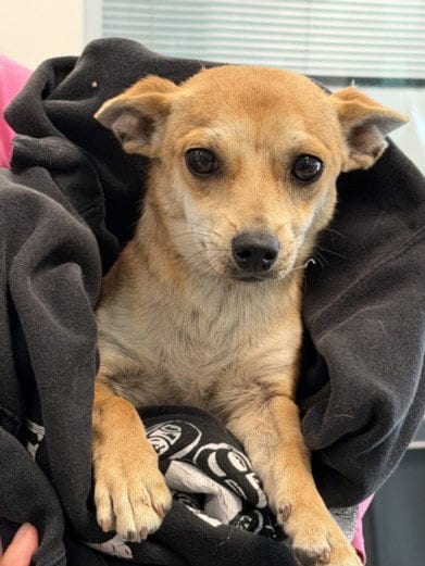 Photo of Mookie, adoptable Chihuahua in Chatsworth, California