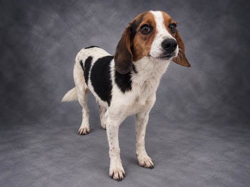 Photo of Clyde, adoptable Beagle in Winter Haven, Florida
