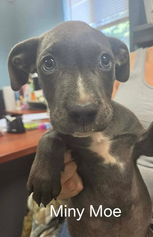 Photo of Miny Moe - At shelter available 9/15, adoptable Pit Bull Terrier in Rustburg, Virginia