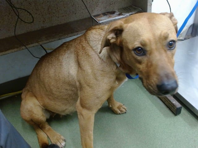 Photo of Senior Labrador Retriever, adoptable Labrador Retriever in Devore, California