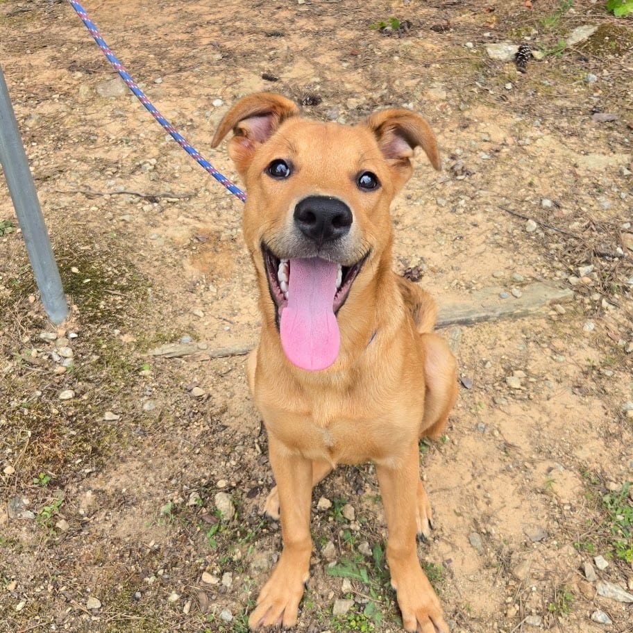 Photo of Beatrice, adoptable Mixed Breed in Douglasville, Georgia