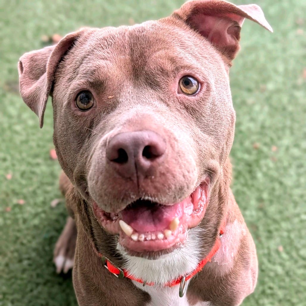 Photo of Buckles, adoptable Terrier, Pit Bull in Greensboro, North Carolina