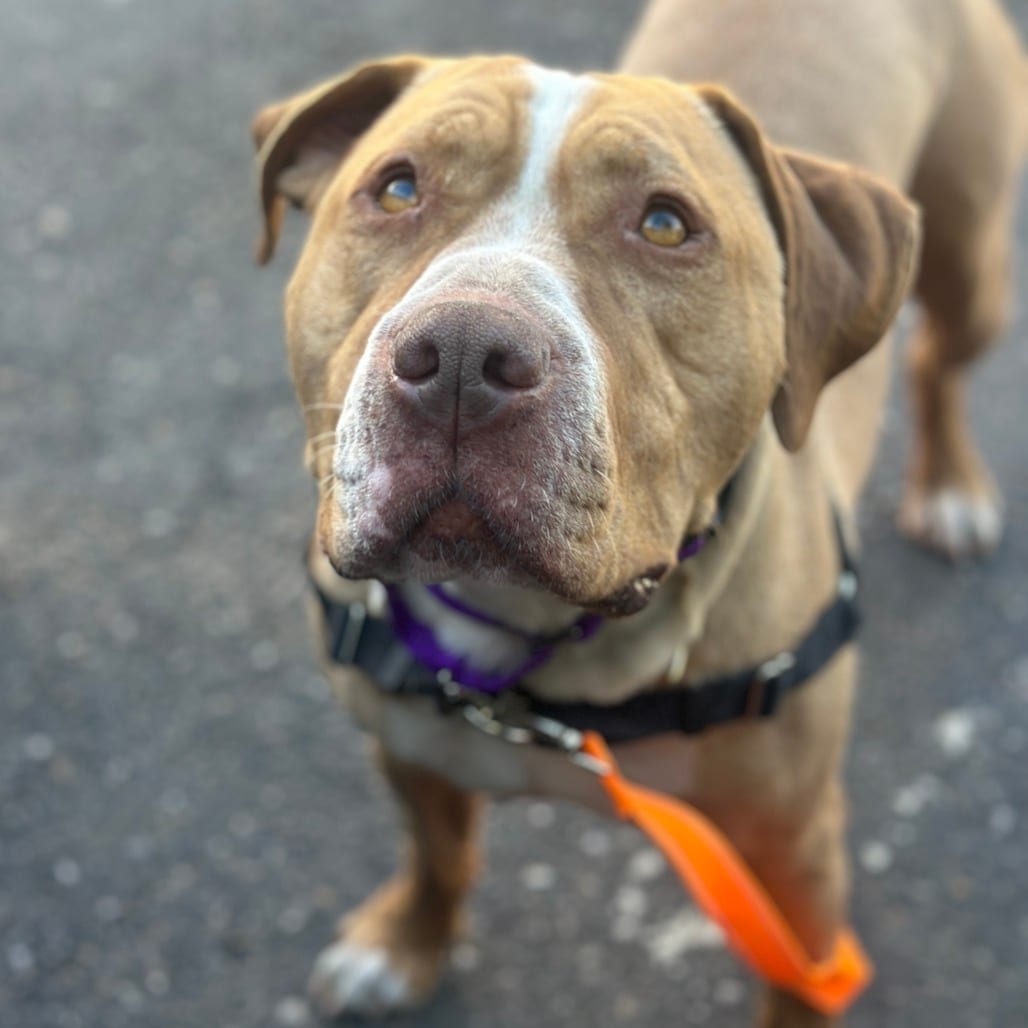 Photo of Arlo, adoptable Mixed Breed (Large) in San Francisco, California