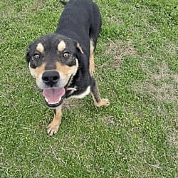 Photo of Gabby, adoptable Hound (Unknown Type) in East Hartford, Connecticut