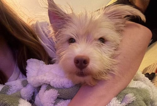 Photo of Ginger (AL), adoptable Terrier in New York, New York
