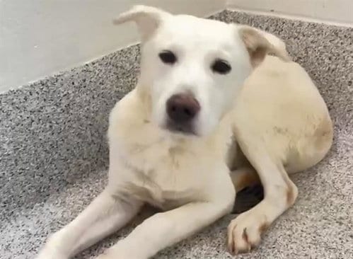 Photo of Georgie, adoptable Labrador Retriever in Houston, Texas