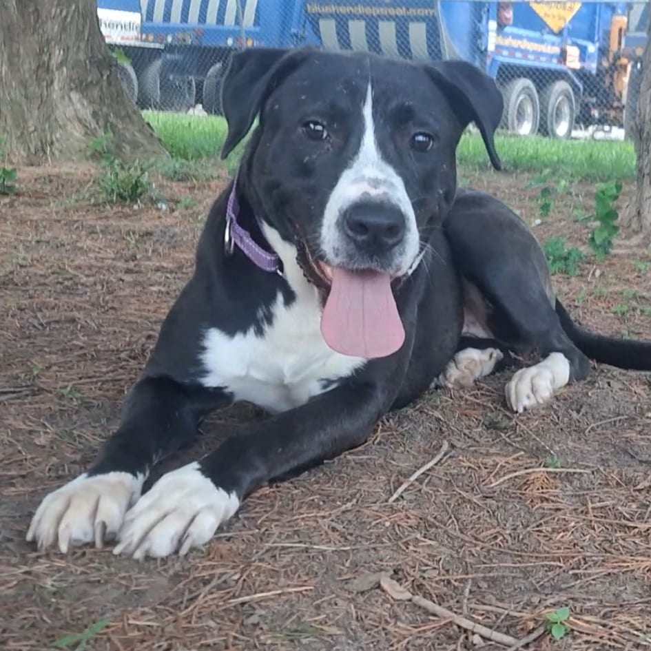 Photo of Cheshire, adoptable Mixed Breed (Large)
