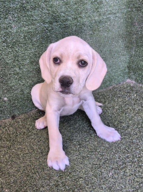 Photo of Nido, adoptable Mastiff in Lancaster, California