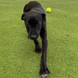 Photo of Buffy 2673, adoptable Mixed Breed (Small) in Loxahatchee, Florida