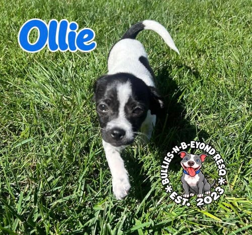 Photo of Ollie, adoptable Shih Tzu in Omaha, Nebraska