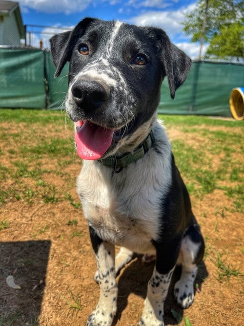Photo of Ollie, adoptable Australian Cattle Dog/Blue Heeler in Garden City, New York